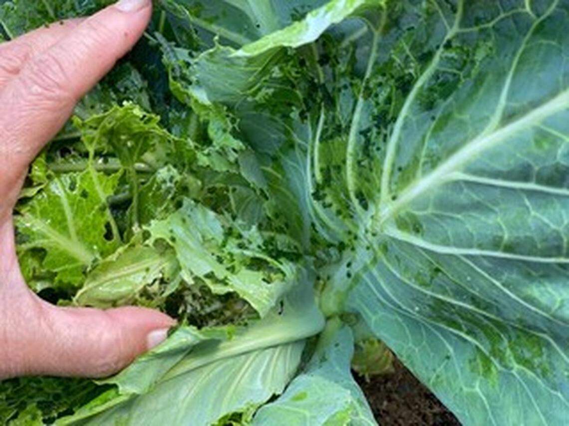 Insect droppings, known as frass, are a clear indicator you may have a pest problem.